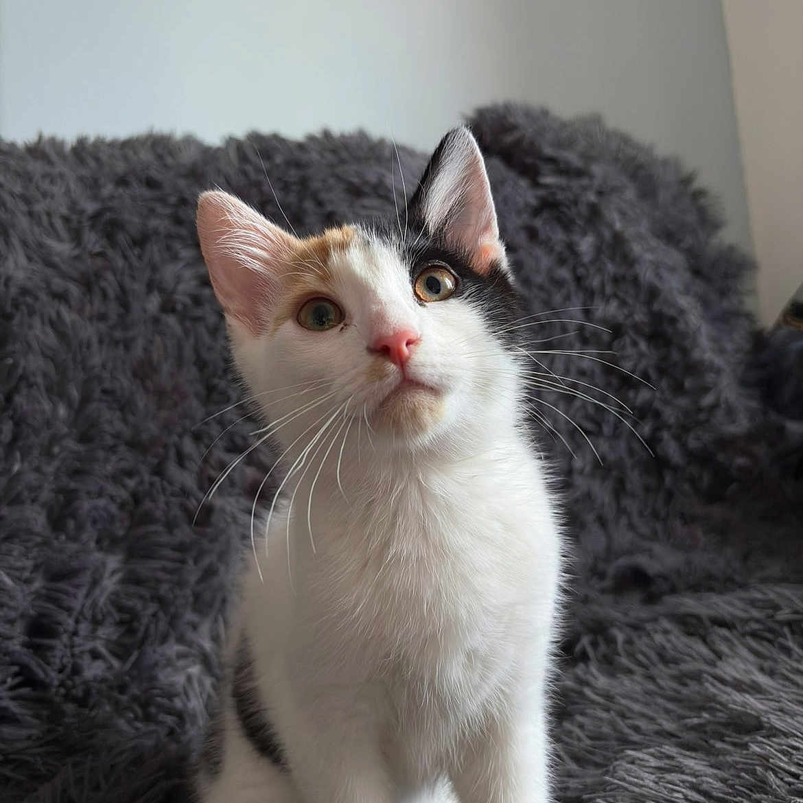 Dior a rejoint le concours — aidez-le/la à gagner de superbes lots ! kitten, calico, cat, pet, animal, fur, whiskers, pink_nose, curious, fluffy, blanket, indoor, young, cute, sitting, portrait, soft_texture, domestic_cat, feline, closeup