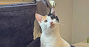 Dior a rejoint le concours — aidez-le/la à gagner de superbes lots ! animal, calico_cat, cat, cat_hammock, cozy, curtain, domestic_cat, feline, fur, home, indoor, looking_up, pet, quiet, relaxed, resting, soft_texture, sunlight, whiskers, window