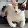 Dior a rejoint le concours — aidez-le/la à gagner de superbes lots ! cat, kitten, calico, indoor, floor, tile, pet, animal, feline, curious, young, resting, white, orange, black, paw, ears, eyes, fur, domestic