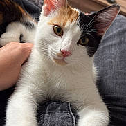 Dior a rejoint le concours — aidez-le/la à gagner de superbes lots ! cat, calico_cat, pet, indoor, lap, stretching, curious, feline, whiskers, ears, fur, person_hand, clothing, denim, furniture, wooden_cabinet, eyes, closeup, domestic_animal, relaxing
