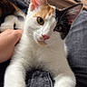 cat, calico_cat, pet, indoor, lap, stretching, curious, feline, whiskers, ears, fur, person_hand, clothing, denim, furniture, wooden_cabinet, eyes, closeup, domestic_animal, relaxing