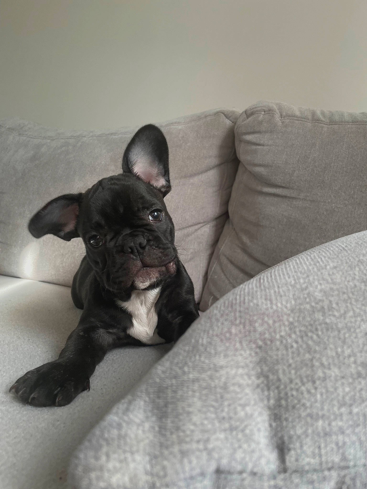 Otis a rejoint le concours — aidez-le/la à gagner de superbes lots ! bulldog, canidae, carnivore, comfort, companion_dog, couch, dog, dog_breed, ear, fawn, fur, grey, guard_dog, linens, snout, sporting_group, tail, toy_dog, whiskers, working_animal