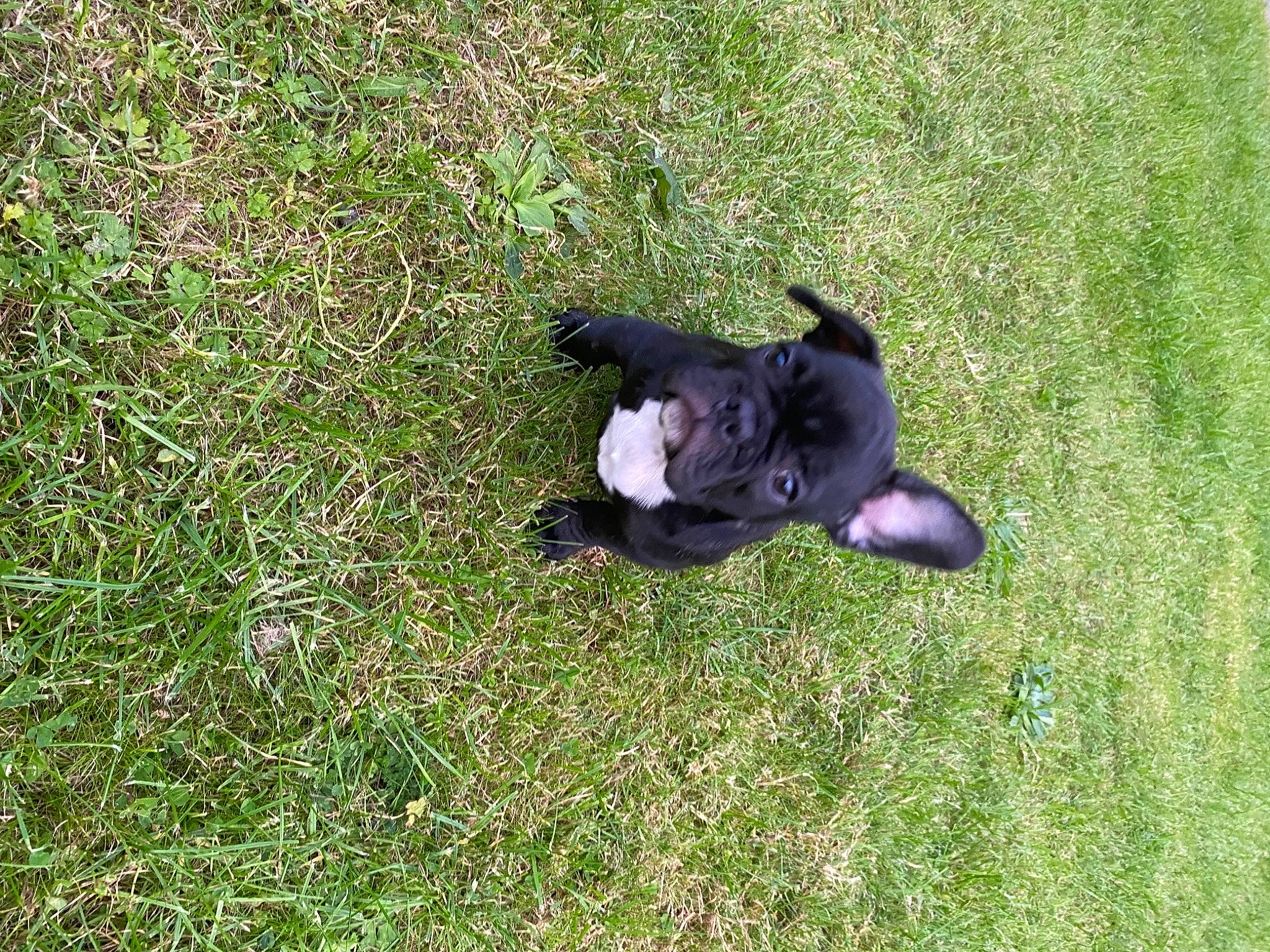 Otis a rejoint le concours — aidez-le/la à gagner de superbes lots ! canidae, carnivore, companion_dog, dog, dog_breed, grass, grassland, groundcover, herbaceous_plant, lawn, non_sporting_group, pasture, plant, sporting_group, tail, terrestrial_animal