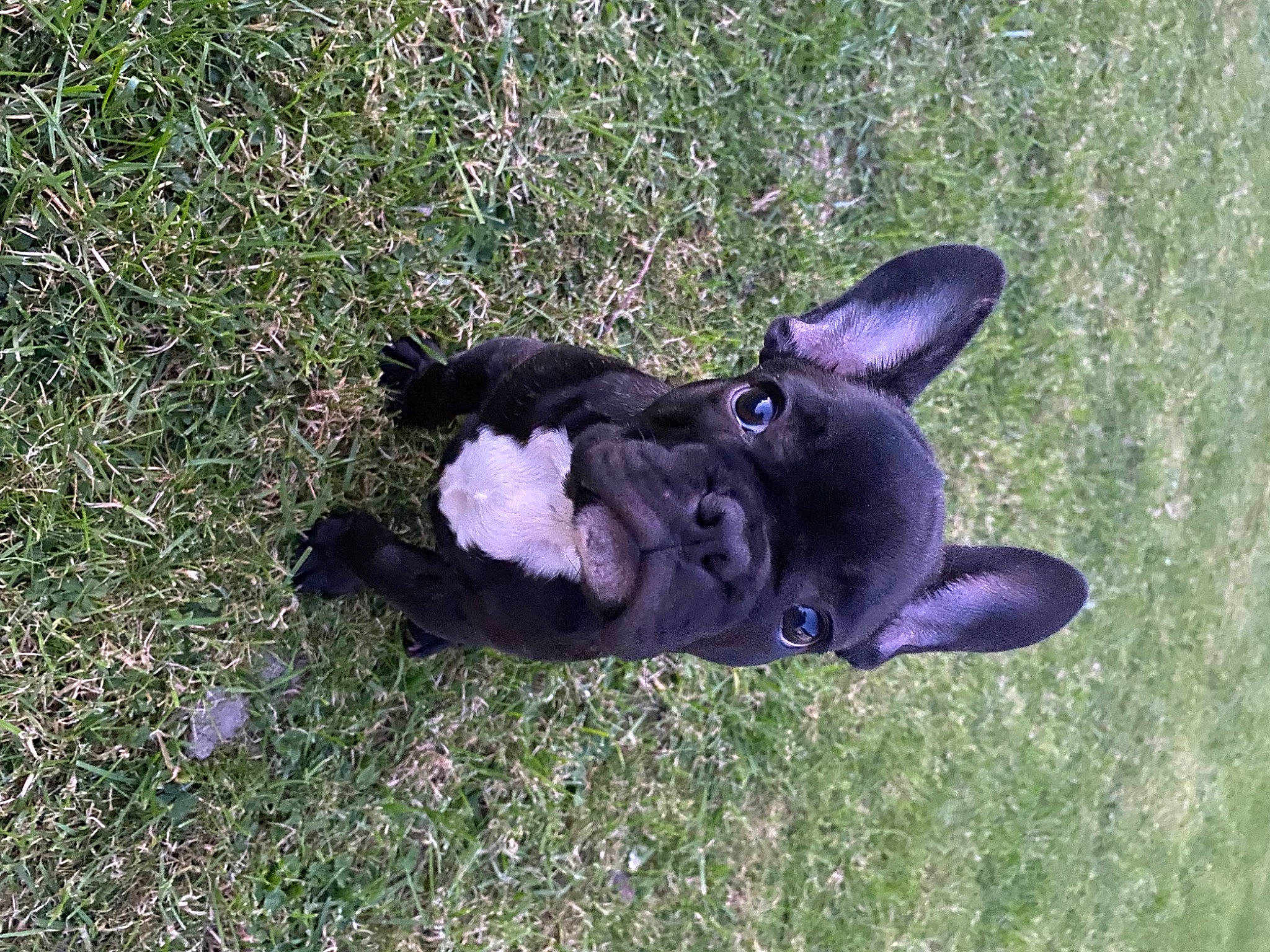 Otis participe au concours pour gagner de l'argent avec cette photo : canidae, carnivore, companion_dog, dog_breed, domestic_rabbit, fawn, felidae, fur, grass, groundcover, hare, non_sporting_group, paw, plant, rabbits_and_hares, snout, sporting_group, tail, terrestrial_animal, working_animal