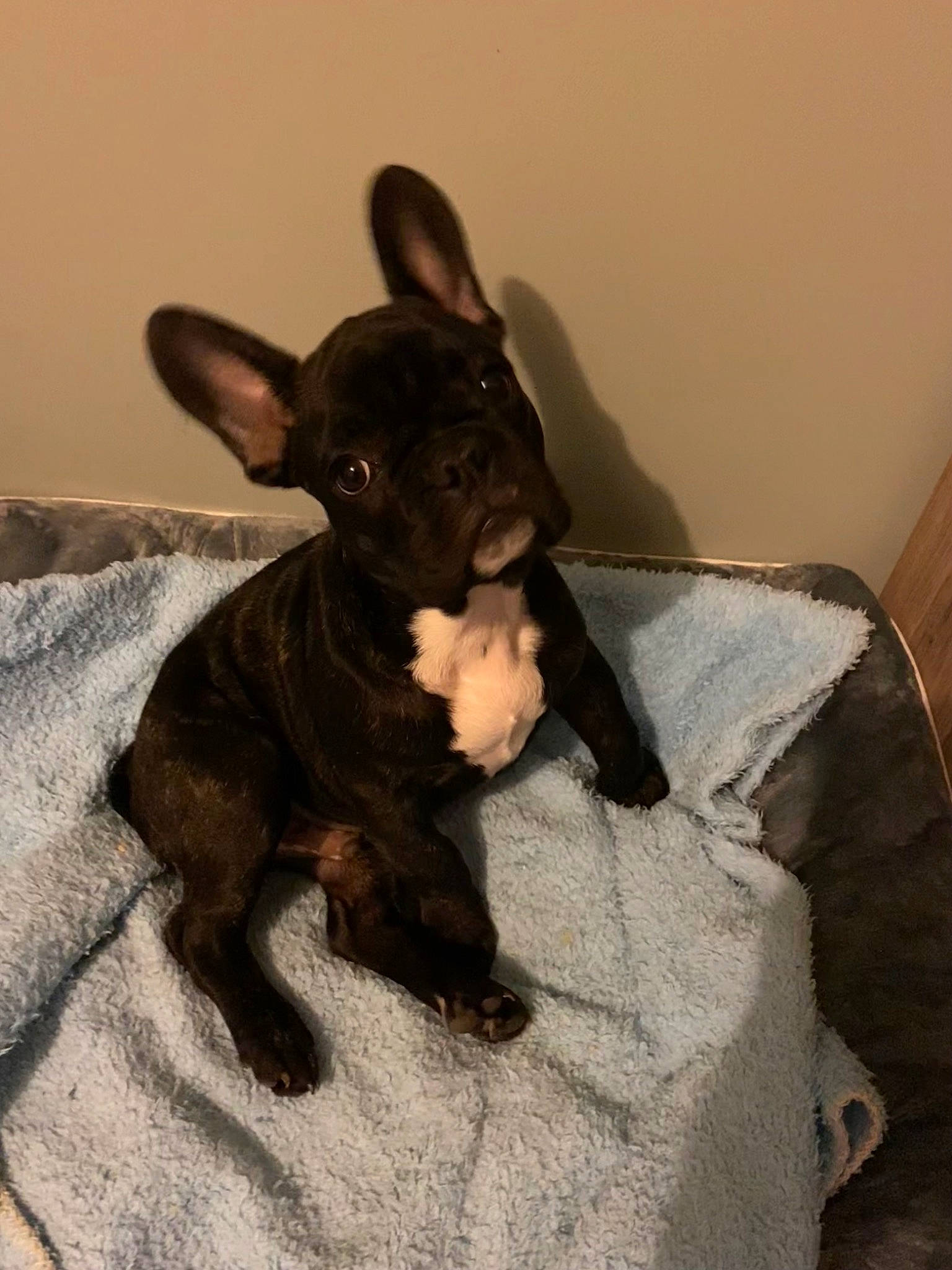 Otis a rejoint le concours — aidez-le/la à gagner de superbes lots ! canidae, carnivore, comfort, companion_dog, dog, dog_breed, ear, fawn, fur, guard_dog, liver, non_sporting_group, paw, puppy, snout, terrestrial_animal, toy, toy_dog, whiskers, working_animal