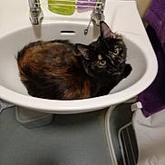 Lacey is registered to the contest to win money with this photo: cat, tortoiseshell_cat, sink, bathroom, pet, curious, fur, animal, domestic_animal, indoor, towel, soap, fixture, white, purple, looking_up, cute, cozy, relaxed, household