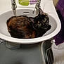 cat, tortoiseshell_cat, sink, bathroom, pet, curious, fur, animal, domestic_animal, indoor, towel, soap, fixture, white, purple, looking_up, cute, cozy, relaxed, household