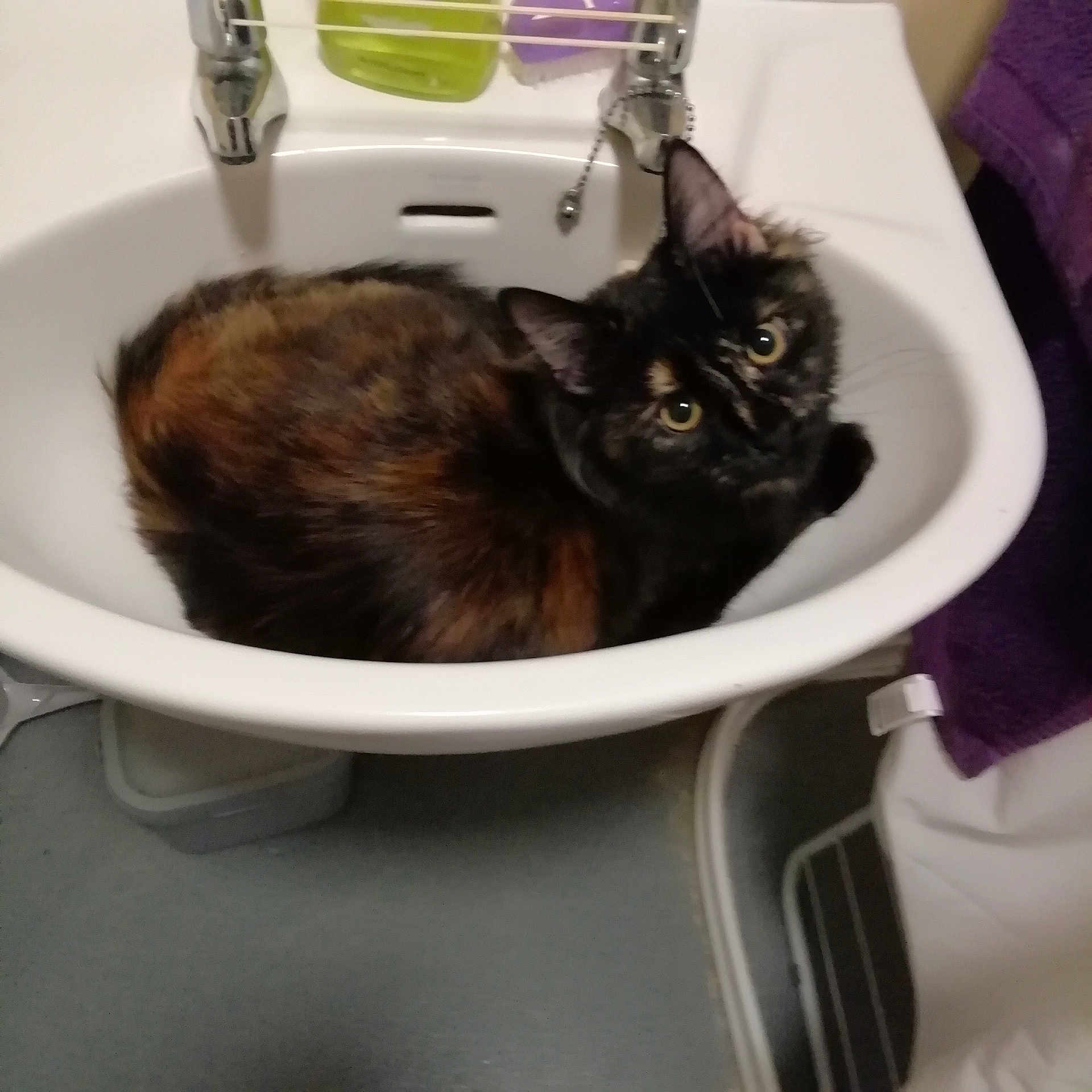 Lacey is registered to the contest to win money with this photo: cat, tortoiseshell_cat, sink, bathroom, pet, curious, fur, animal, domestic_animal, indoor, towel, soap, fixture, white, purple, looking_up, cute, cozy, relaxed, household