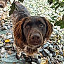 animal, branches, brown, canine, closeup, curious, daylight, dog, eyes, face, fur, ground, leaves, nature, outdoor, pet, plants, portrait, rocks, two_dogs