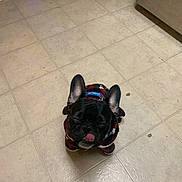 Gizmo joined the competition — help win amazing prizes! dog, black_dog, french_bulldog, pet_clothing, plaid, indoor, tile_floor, tongue_out, small_dog, peanuts, footwear, sneaker, bucket, home, flooring, cute, animal, pet, ears, sitting