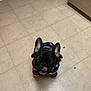dog, black_dog, french_bulldog, pet_clothing, plaid, indoor, tile_floor, tongue_out, small_dog, peanuts, footwear, sneaker, bucket, home, flooring, cute, animal, pet, ears, sitting
