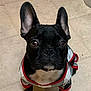 Gizmo joined the competition — help win amazing prizes! dog, french_bulldog, black_dog, pet, animal, indoors, tile_floor, clothing, plaid, red_trim, cute, portrait, looking_up, ears_up, small_dog, companion, domestic_animal, sitting, face, attentive