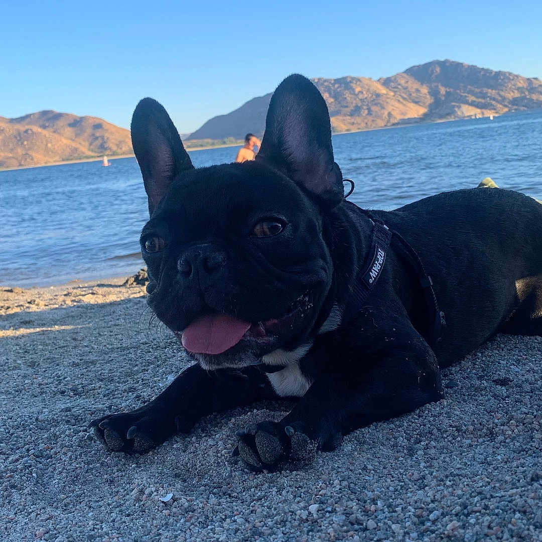 Gizmo joined the competition — help win amazing prizes! animal, beach, black_dog, canine, daytime, dog, french_bulldog, harness, lake, mountains, nature, outdoor, pet, relaxing, sand, scenic, summer, sunny, tongue_out, water