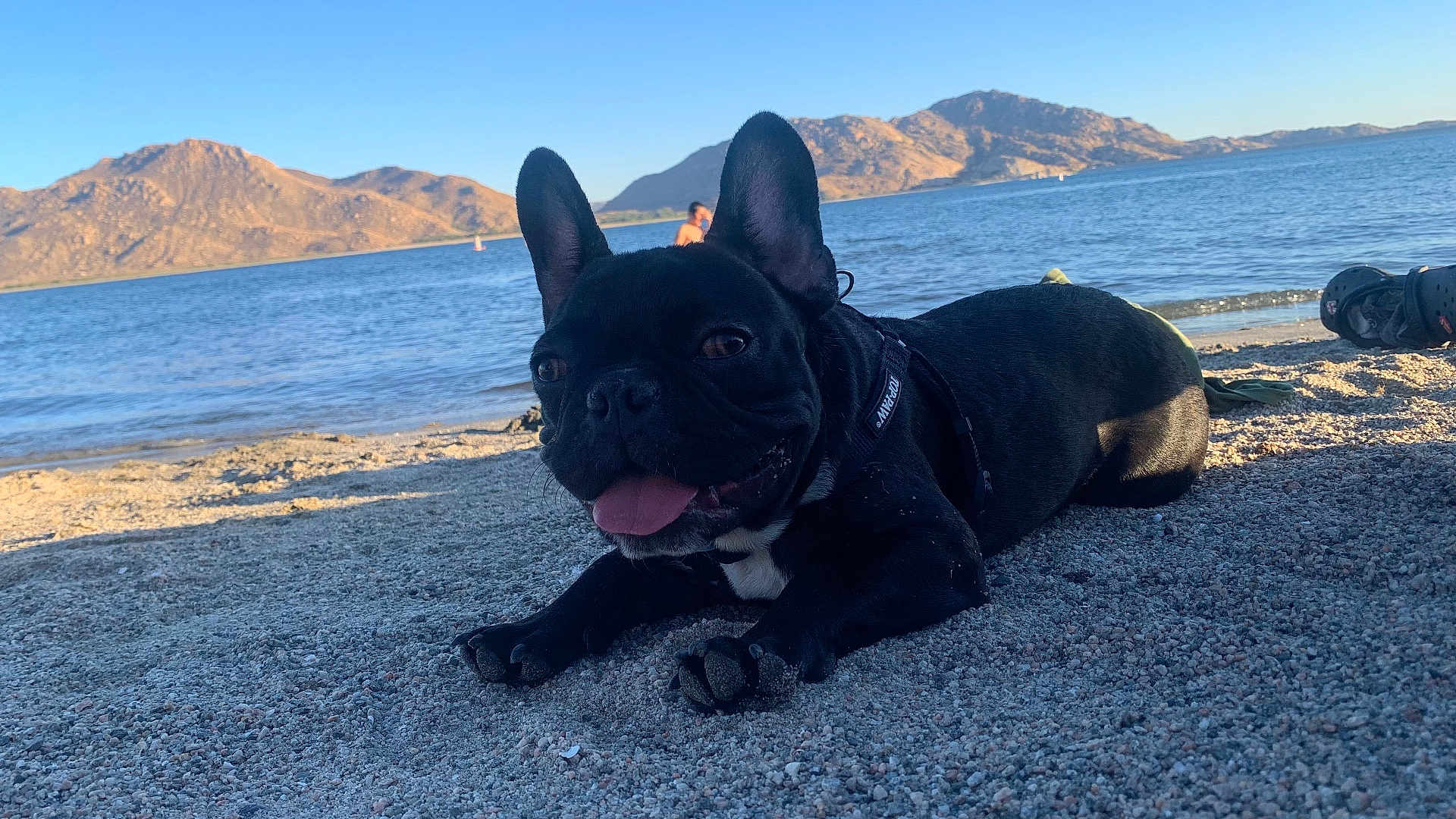 Gizmo joined the competition — help win amazing prizes! dog, french_bulldog, beach, sand, lake, mountains, water, sunny, outdoor, animal, pet, tongue_out, black_dog, harness, relaxing, nature, summer, daytime, canine, scenic