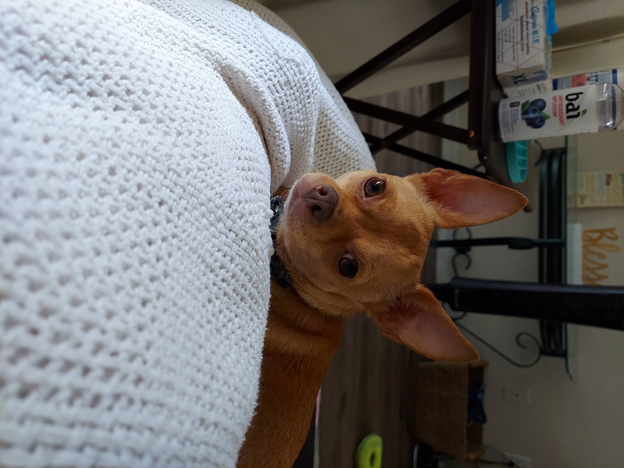 Judah is registered to the contest to win money with this photo: art, canidae, carnivore, companion_dog, dog, dog_breed, ear, fashion_accessory, fawn, head, human_body, liver, pattern, pet_supply, snout, sporting_group, terrestrial_animal, whiskers, working_animal, wrinkle