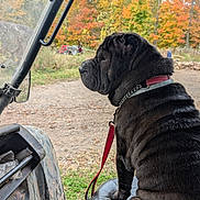 Zoey joined the competition — help win amazing prizes! autumn, black_dog, canine, collar, dirt_path, dog, fall_colors, landscape, leash, loyal, nature, outdoor, parked_vehicle, pet, rustic, seat, side_view, trees, vehicle, wrinkles