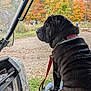 autumn, black_dog, canine, collar, dirt_path, dog, fall_colors, landscape, leash, loyal, nature, outdoor, parked_vehicle, pet, rustic, seat, side_view, trees, vehicle, wrinkles