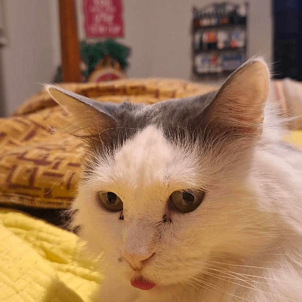Mackie is registered to the contest to win money with this photo: angora, animal, bed, bedroom, cat, computerhardware, couch, electronics, face, furniture, hardware, head, indoors, kitten, monitor, person, pet, room, screen, tv