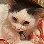 Mackie is registered to the contest to win money with this photo: cat, white_cat, gray_cat, hat, brown_hat, pet, animal, fluffy, fur, indoor, fabric, patterned_fabric, pink, cream, closeup, portrait, relaxed, cute, domestic_cat, resting