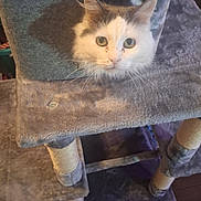 Mackie joined the competition — help win amazing prizes! cat, cat_tree, pet, indoor, feline, whiskers, fur, eyes, cozy, plush, household, animal, curious, cute, resting, wood_floor, scratching_post, home, play_structure, domestic
