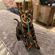Benny Bagels joined the competition — help win amazing prizes! animal, blanket, cat, cozy, curious, cute, ears, eyes, fur, furniture, home, indoor, living_room, pet, playful, standing, string, tabby_cat, toy, whiskers