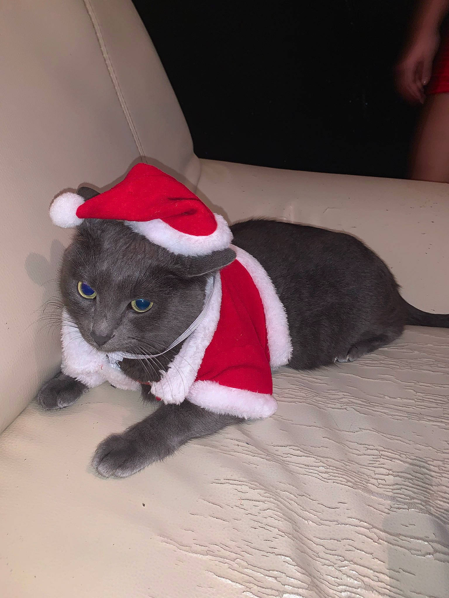 Diablo a rejoint le concours — aidez-le/la à gagner de superbes lots ! canidae, carnivore, cat, collar, comfort, companion_dog, costume_hat, dog_breed, fawn, felidae, flooring, fur, paw, plush, small_to_medium_sized_cats, snout, stuffed_toy, tail, toy, whiskers