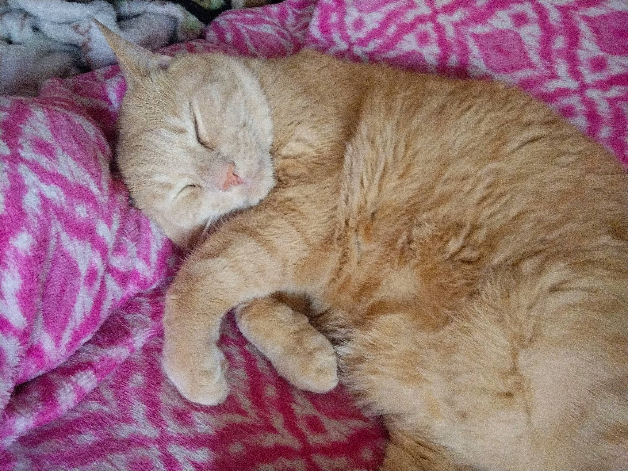 Luwi is registered to the contest to win money with this photo: carnivore, cat, cat_bed, claw, comfort, domestic_short_haired_cat, fawn, felidae, fur, nap, paw, sleep, small_to_medium_sized_cats, snout, tail, whiskers