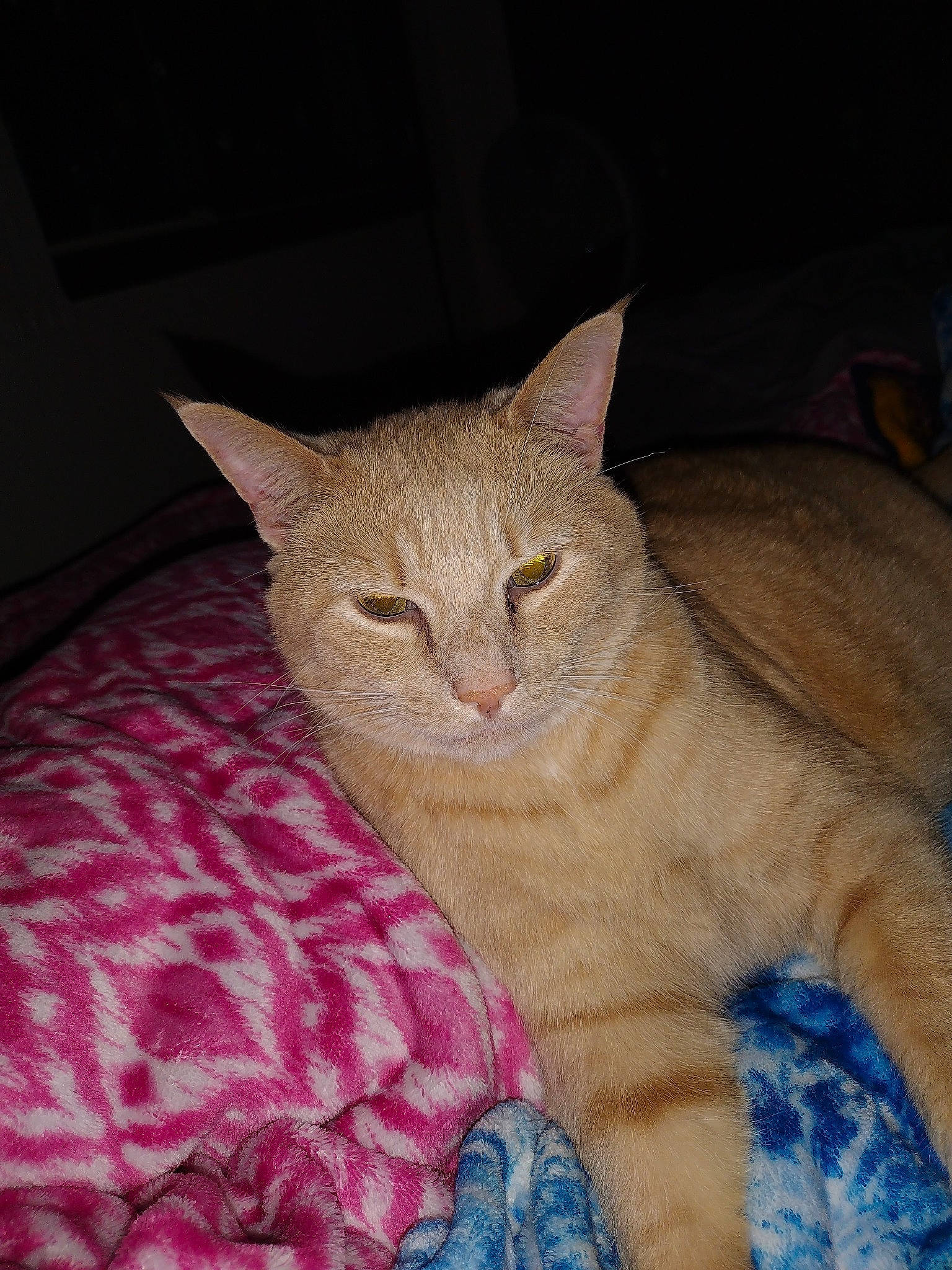 Luwi is registered to the contest to win money with this photo: carnivore, cat, cat_supply, claw, comfort, domestic_short_haired_cat, eye, fawn, felidae, fur, linens, nap, paw, sitting, small_to_medium_sized_cats, snout, tail, terrestrial_animal, whiskers