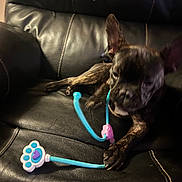 Batman joined the competition — help win amazing prizes! puppy, dog, toy, leather_couch, brindle, pet, animal, indoor, playful, chewing, black, cute, young_dog, paw_shaped_toy, relaxing, furniture, close_up, mischievous, pet_toy, canine