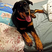 Vaïa participe au concours pour gagner de l'argent avec cette photo : bed, black_dog, blanket, canine, collar, comfort, dog, fur, happy, home, indoor, pet, pillow, resting, room, sleeping_area, tail, tan_dog, tongue_out, wooden_floor