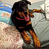 bed, black_dog, blanket, canine, collar, comfort, dog, fur, happy, home, indoor, pet, pillow, resting, room, sleeping_area, tail, tan_dog, tongue_out, wooden_floor