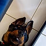 Vaïa a rejoint le concours — aidez-le/la à gagner de superbes lots ! animal, black_fur, brown_fur, canine, collar, companion, cute, dog, domestic_animal, ears, expression, indoor, looking_up, lying_down, muzzle, paw, pet, playful, tile_floor, tongue