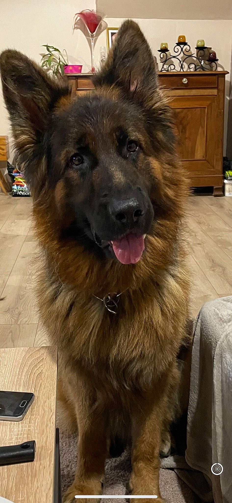 Oxy participe au concours pour gagner de l'argent avec cette photo : cabinetry, carnivore, companion_dog, cupboard, dog, dog_breed, drawer, eye, fawn, fur, german_shepherd_dog, herding_dog, jaw, mobile_phone, old_german_shepherd_dog, snout, sporting_group, whiskers, working_animal, working_dog