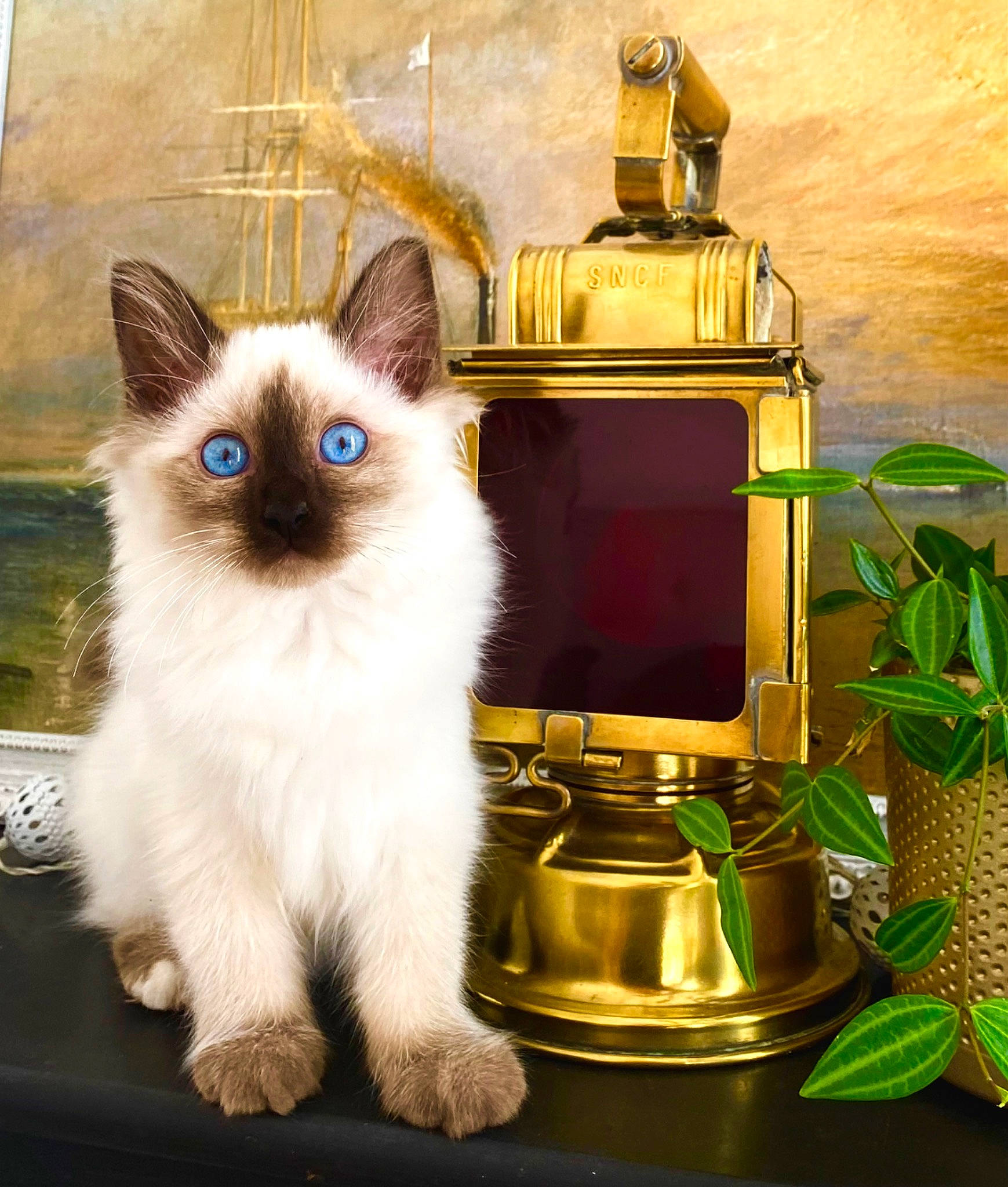 Senua participe au concours pour gagner de l'argent avec cette photo : balinese, birman, carnivore, cat, fawn, felidae, fur, gas, green, home_appliance, kitchen_appliance, liquid, plant, ragdoll, serveware, siamese, small_to_medium_sized_cats, snout, thai, whiskers