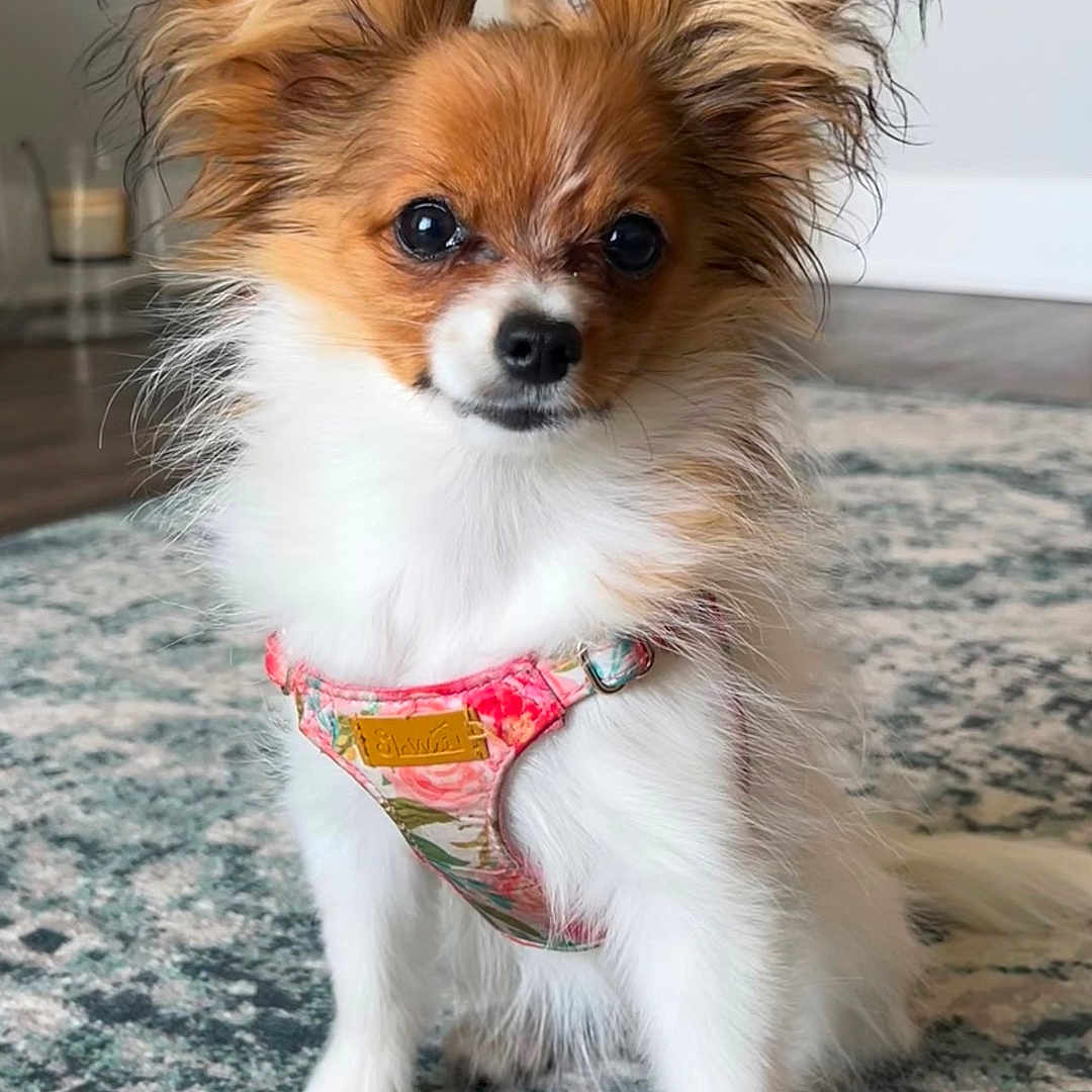Sodi joined the competition — help win amazing prizes! animal, brown, cute, decor, dog, domestic, ears, floor, fluffy, fur, harness, indoor, mammal, pet, plant, portrait, rug, sitting, small_dog, white