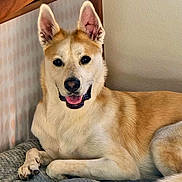 Peyton is registered to the contest to win money with this photo: animal, blanket, canine, closeup, comfortable, cozy, dog, ears, fur, happy, home, indoor, laying, light, pet, portrait, relaxed, resting, smiling, tongue