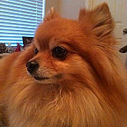 Lexi joined the competition — help win amazing prizes! animal, calm, closeup, cute, dog, domestic, ears, face, fluffy, fur, furry, home, indoors, nose, pet, pomeranian, portrait, side_view, warm_lighting, window_blinds