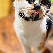 Perlie joined the competition — help win amazing prizes! cat, calico_cat, pet, animal, feline, standing, blep, tongue, whiskers, wide_eyes, portrait, close_up, indoors, wooden_table, furniture, warm_lighting, shallow_depth_of_field, blurred_background, black_white_orange_fur, cute
