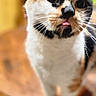 cat, calico_cat, pet, animal, feline, standing, blep, tongue, whiskers, wide_eyes, portrait, close_up, indoors, wooden_table, furniture, warm_lighting, shallow_depth_of_field, blurred_background, black_white_orange_fur, cute