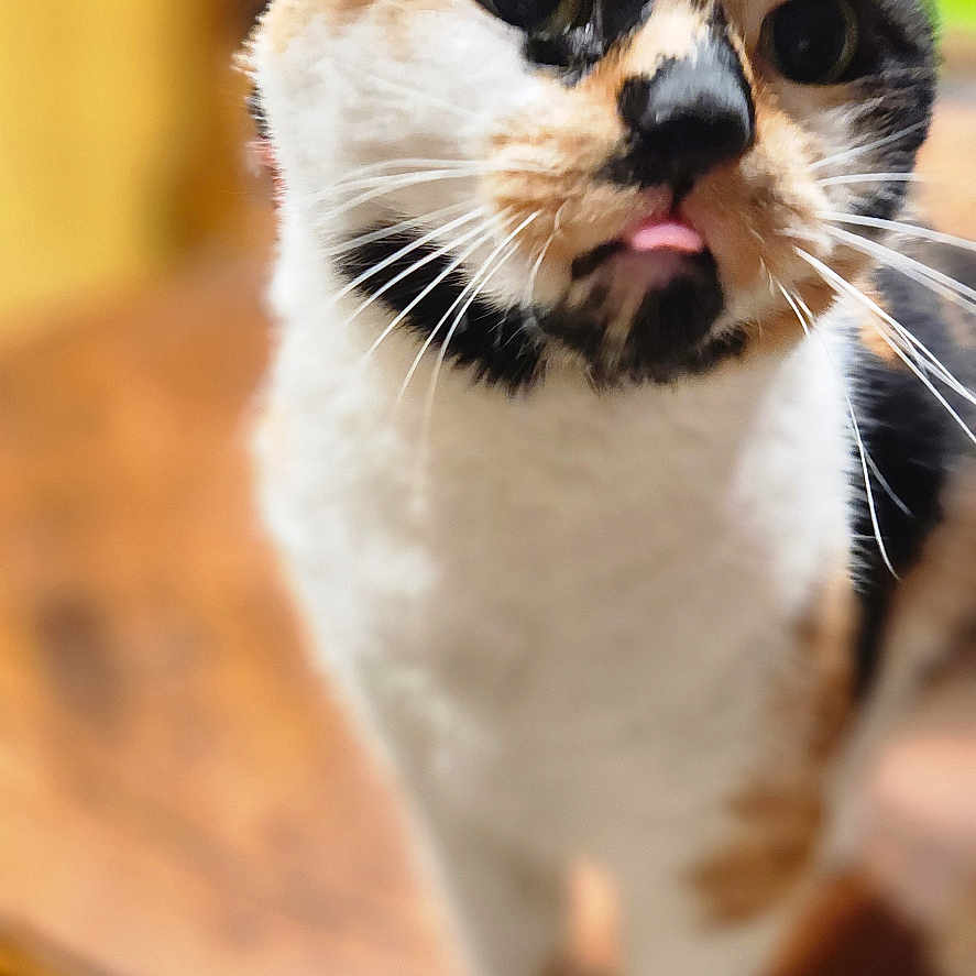 Perlie joined the competition — help win amazing prizes! cat, calico_cat, pet, animal, feline, standing, blep, tongue, whiskers, wide_eyes, portrait, close_up, indoors, wooden_table, furniture, warm_lighting, shallow_depth_of_field, blurred_background, black_white_orange_fur, cute