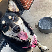 Chloe joined the competition — help win amazing prizes! animal, black_and_tan, brick_wall, canine, close_up, concrete, daylight, dog, ears_up, happy, ice, leash, looking_up, outdoor, pet, pink_harness, porch, sitting, tongue_out, water_bowl