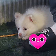 Pearl joined the competition — help win amazing prizes! brand_logo, carpet, close_up, cozy, dog, fluffy, gaze, green_carpet, heart_sticker, indoor, lying_down, nose, paw, pet, puppy, radiator, slipper, small_dog, sock, white_fur