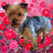 Scoot joined the competition — help win amazing prizes! animal, black_fur, brown_fur, colorful, companion_animal, cute, decorative, dog, floral_background, flower_garden, fur_texture, nature_art, outdoor_style, painted_flowers, pet, portrait, roses, small_dog, standing, whimsical