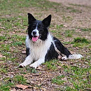 Tai Chi a rejoint le concours — aidez-le/la à gagner de superbes lots ! dog, border_collie, black_and_white, lying_down, tongue_out, ears_up, grass, leaves, outdoor, nature, animal, pet, canine, mammal, happy, alert, ground, fur, playful, companion