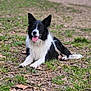 dog, border_collie, black_and_white, lying_down, tongue_out, ears_up, grass, leaves, outdoor, nature, animal, pet, canine, mammal, happy, alert, ground, fur, playful, companion