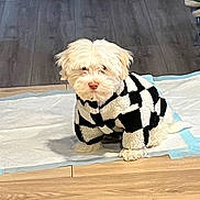 Kasper is registered to the contest to win money with this photo: adorable, black_and_white_sweater, checkered_pattern, companion, cozy, curious, cute, dog, domestic_animal, fur, household, indoor, looking, pet, puppy, sitting, small_dog, training_pad, white_fur, wooden_floor
