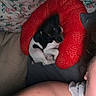 Mr. Wilson is registered to the contest to win money with this photo: puppy, dog, red_pillow, heart_shaped_pillow, bed, floral_bedspread, person, shoulder, close_up, indoor, resting, cute, small_dog, black_and_white, pet, cozy, companion, animal, relaxing, home