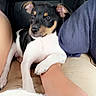 Mr. Wilson is registered to the contest to win money with this photo: puppy, dog, animal, pet, hand, indoor, car, seat, black, white, tan, fur, resting, paw, person, comfort, cute, young, small, companion