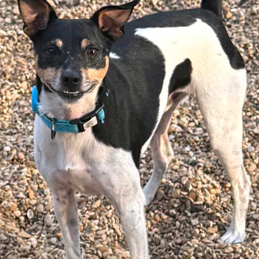 Mr. Wilson is registered to the contest to win money with this photo: dog, black_and_white, collar, outdoor, rocks, pet, animal, standing, ears_up, smiling, canine, friendly, alert, small_dog, fur, tail_up, daylight, nature, cute, portrait