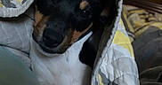Mr. Wilson joined the competition — help win amazing prizes! dog, pet, blanket, quilt, bed, indoor, resting, snuggled, black_and_white, brown, canine, fur, comfort, home, furniture, cabinet, relaxed, portrait, animal, cozy